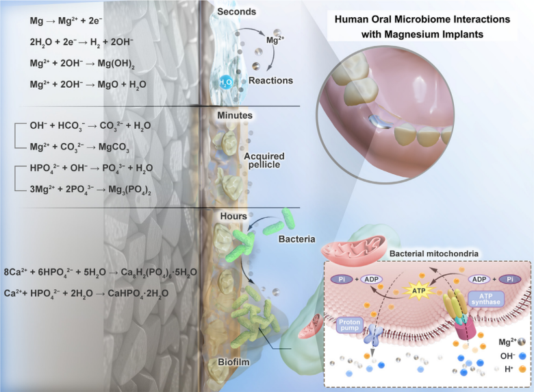 镁”智库|镁基屏障膜——金属镁与口腔细菌交互作用研究